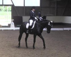 dressage horse Ibikon's Fabio (Rhinelander, 2001, from Fidermark)