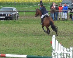 jumper Laszar (Holsteiner, 2003, from Lerano)