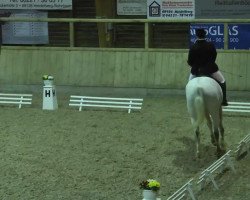 dressage horse Calimero (Hessian Warmblood, 1998, from Calderon)