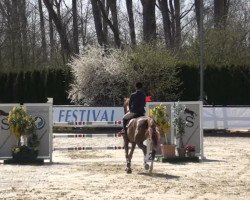 jumper Bilbo Z (Zangersheide riding horse, 2008, from Baloubet du Rouet)