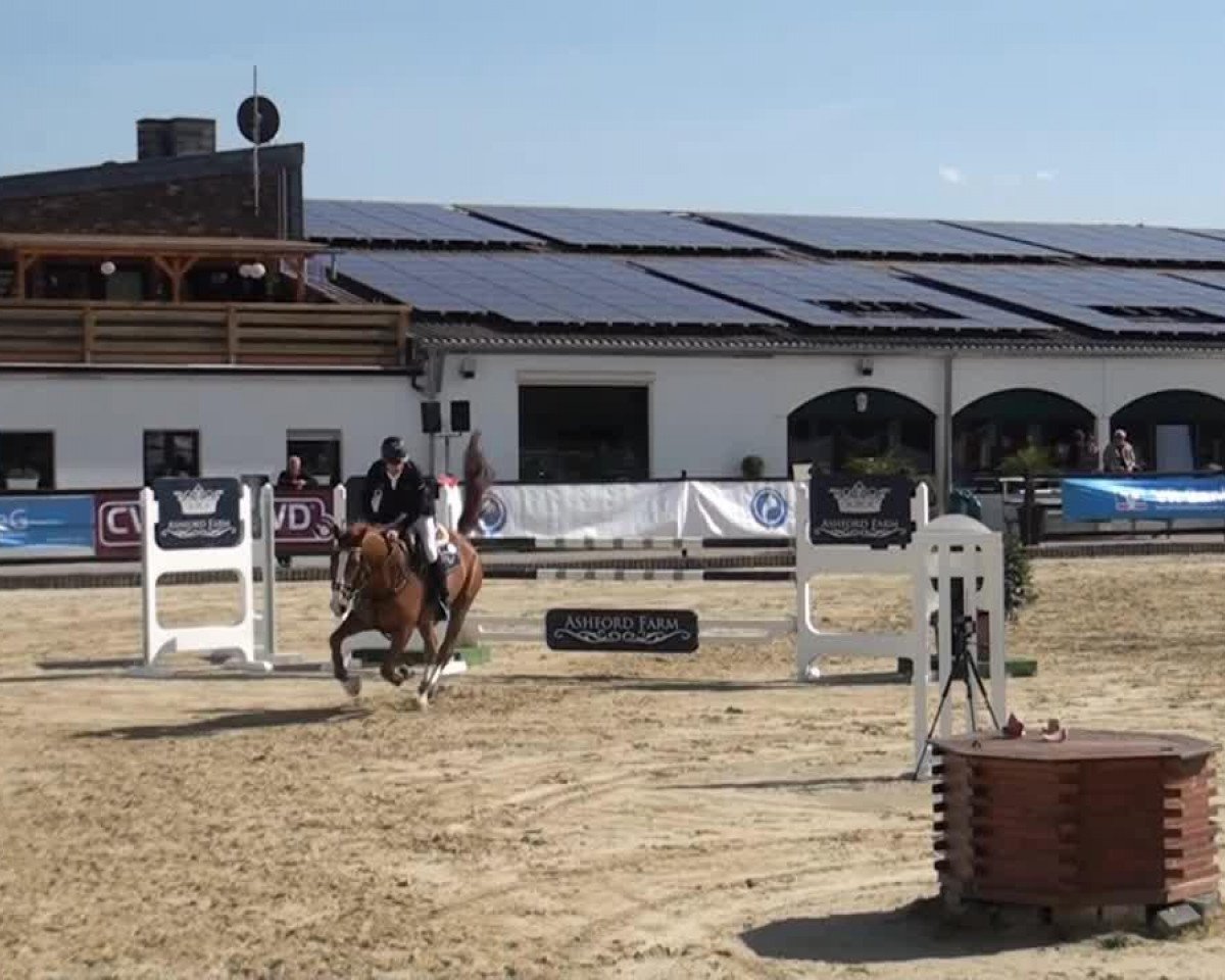 Springpferd Frederic 139 (Anglo Europäisches Sportpferd, 2007, von Forinth)