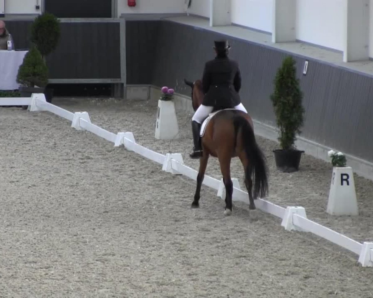Dressurpferd Leo Nardo SK (Deutsches Reitpony, 1997, von Leeman)