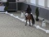 dressage horse Leo Nardo SK (German Riding Pony, 1997, from Leeman)