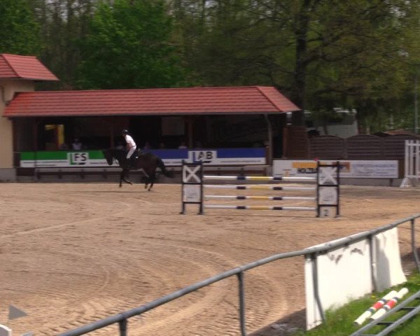 Reitturnier Lgl.-Oberhain, B95 2021