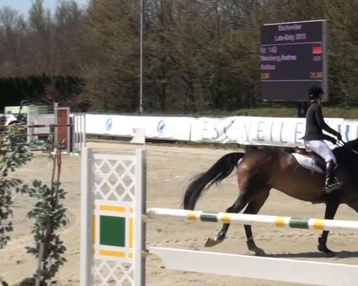 jumper Kahlua 7 (German Sport Horse, 2006, from King Kolibri)