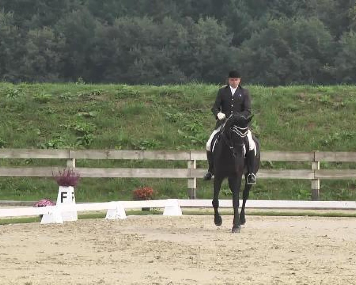 Dressurpferd Rio Grande 113 (Hannoveraner, 2000, von Rosentau)