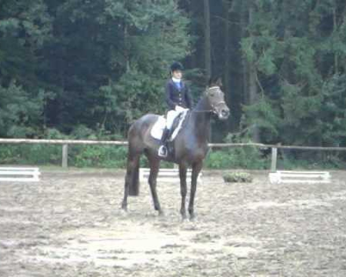Springpferd Fein Cera (Deutsches Sportpferd, 2005, von Frühlingsbote)