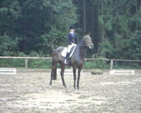 jumper Fein Cera (German Sport Horse, 2005, from Frühlingsbote)