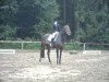 jumper Fein Cera (German Sport Horse, 2005, from Frühlingsbote)