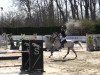 jumper Alcalar (Little German Riding Horse, 2007, from Armitage)