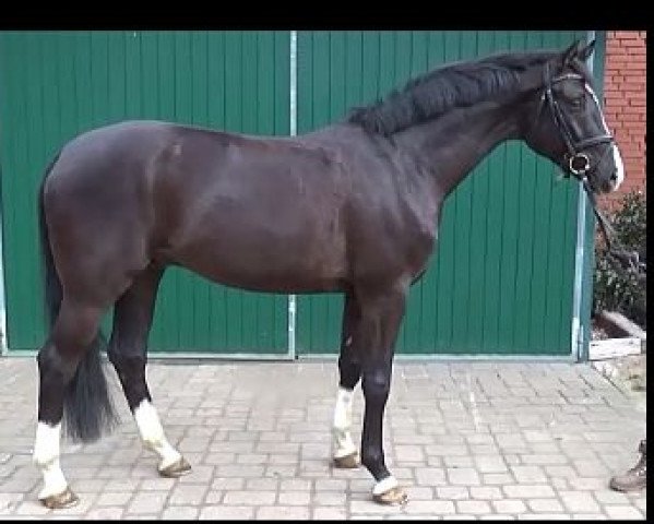 dressage horse Royal Star (Hanoverian, 2011, from Royal Classic I)