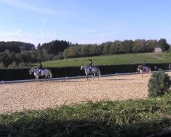 dressage horse Merino 20 (Haflinger, 1995, from Merlin)