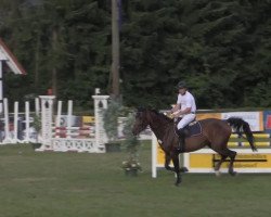 broodmare Pocalina (Oldenburg, 2004, from Pocalino)