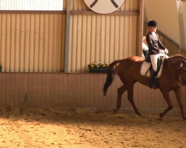 dressage horse Rubitano 4 (Westphalian, 2004, from Rosizky)