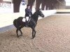 dressage horse Miss Donnerfee (Bavarian, 2006, from Donnersmarck)