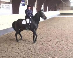 dressage horse Miss Donnerfee (Bavarian, 2006, from Donnersmarck)