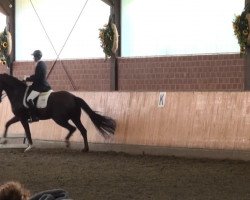 dressage horse Donnerblitz 18 (Westphalian, 2006, from Douceur)