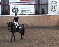 dressage horse Heartbeat 7 (Hanoverian, 2007, from Hotline)