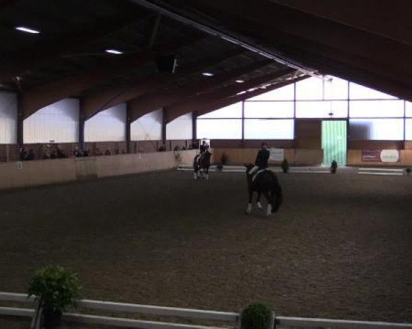 dressage horse Lamour 96 (Oldenburg, 2005, from Licotus)