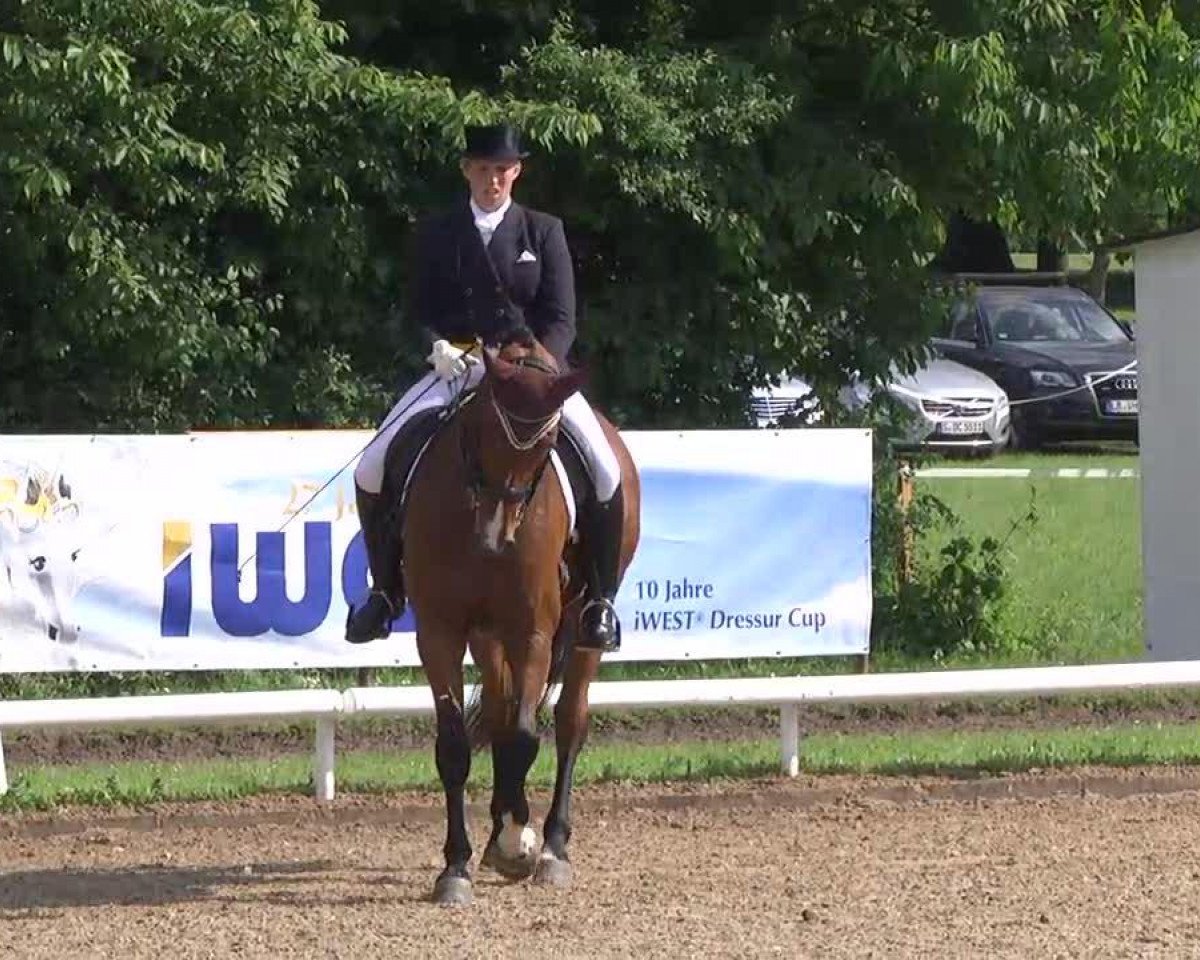 dressage horse D'Artagnan 144 (Bavarian, 2002, from Bmc Don Cardinale)