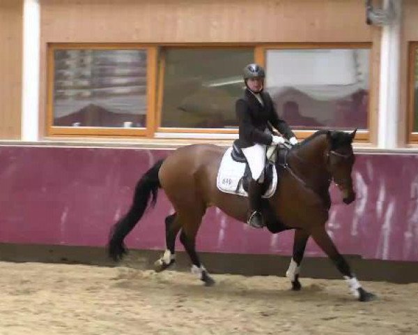 dressage horse Popocatepetl 6 (Oldenburg, 1999, from Painter's Row xx)