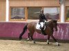 dressage horse Popocatepetl 6 (Oldenburg, 1999, from Painter's Row xx)