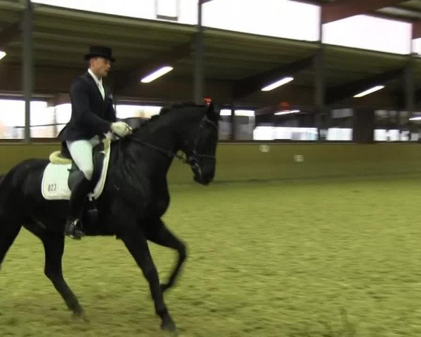 dressage horse Back to Black (Hanoverian, 2008, from Ballettmeister)