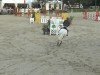 jumper Caipirinha 43 (Hanoverian, 2002, from Chasseur I)