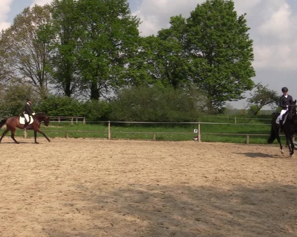 Reitturnier Laer 2021