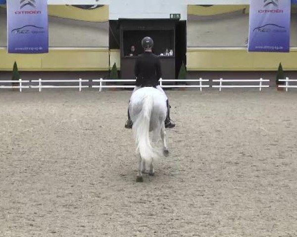 dressage horse Sans Souci 24 (Oldenburg, 2004, from Sunny-Boy)