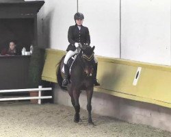 dressage horse Winnie-Boy (Hessian Warmblood, 1999, from Wolkenstein I)