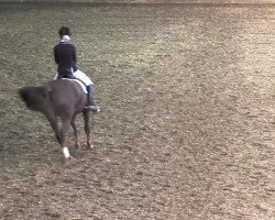 dressage horse May (KWPN (Royal Dutch Sporthorse), 2004, from Unbekannt NL)