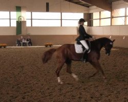 dressage horse Sir Siegfried 7 (Westphalian, 2004, from Sir Bedo)