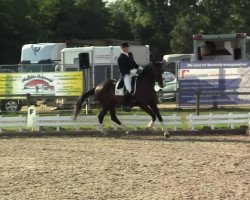 dressage horse Sir Sirius Black P (Rhinelander, 2005, from Sir Bedo)