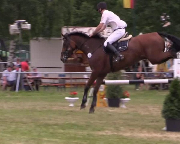 jumper Landino 126 (German Sport Horse, 2005, from Lesotho)