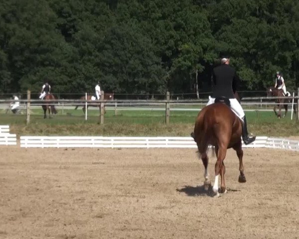 dressage horse Wassolo (Hanoverian, 2001, from Welser)