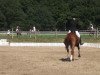 dressage horse Wassolo (Hanoverian, 2001, from Welser)