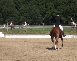 dressage horse Wassolo (Hanoverian, 2001, from Welser)