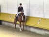 dressage horse Walesco 164 (Hanoverian, 2001, from Welser)