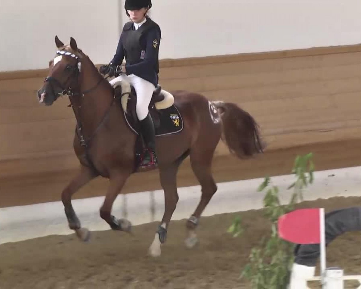 Dressurpferd Till's Tamino (Deutsches Reitpony, 2001, von Till The Champ)