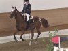 dressage horse Till's Tamino (German Riding Pony, 2001, from Till The Champ)