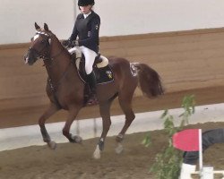 dressage horse Till's Tamino (German Riding Pony, 2001, from Till The Champ)