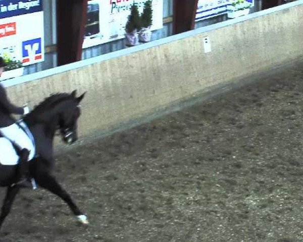 dressage horse Stallone 21 (Hanoverian, 2007, from Stedinger)