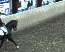 dressage horse Stallone 21 (Hanoverian, 2007, from Stedinger)