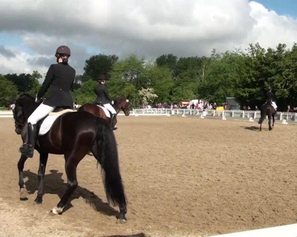 dressage horse Rio de Janeira (Rhinelander, 2004, from Rosenkoenig)