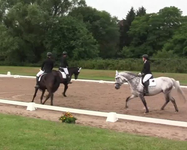 dressage horse Cuba Libre S (Oldenburg show jumper, 2003, from Campbell)