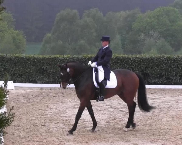 dressage horse Donvoi (Brandenburg, 2001, from Donjour)
