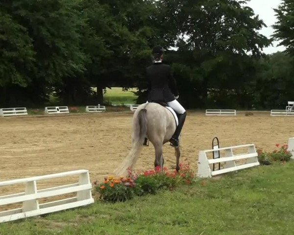 dressage horse Dublin 199 (German Riding Pony, 2007, from Donchester)