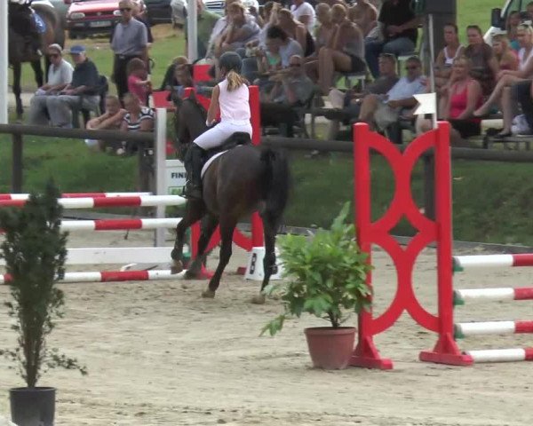 jumper Vagabund (German Riding Pony, 1998, from Vulkan)