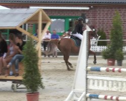 jumper Mr.X 5 (German Riding Pony, 2002, from Mac Namara)